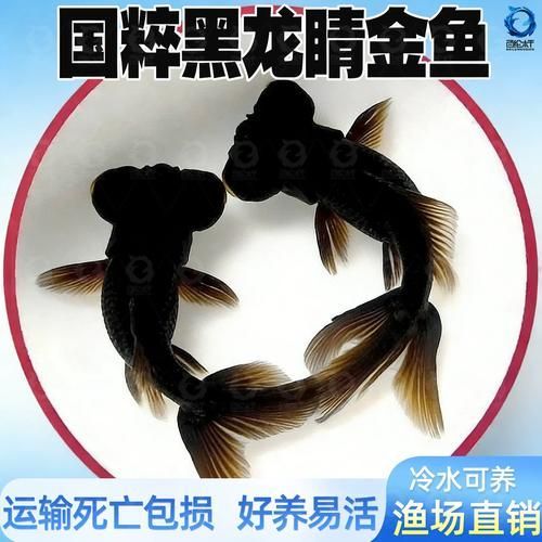 黑龍睛金魚的價格是多少，黑龍睛金魚價格是多少 黑龍睛金魚的價格是多少，黑龍睛金魚價格是多少 龍魚百科 第2張