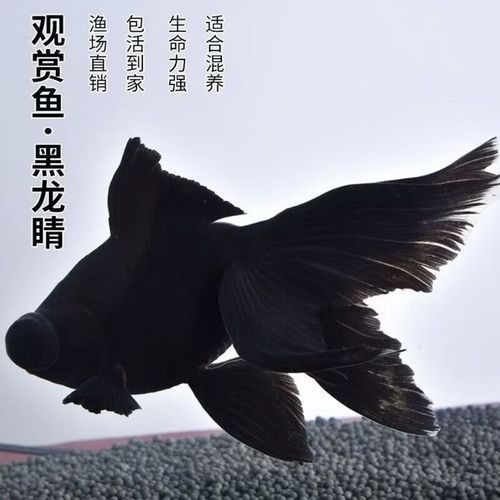 黑龍睛金魚的價格是多少，黑龍睛金魚價格是多少 黑龍睛金魚的價格是多少，黑龍睛金魚價格是多少 龍魚百科 第6張