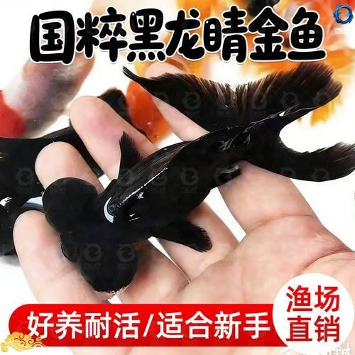 黑龍睛金魚的價格是多少，黑龍睛金魚價格是多少 黑龍睛金魚的價格是多少，黑龍睛金魚價格是多少 龍魚百科 第5張