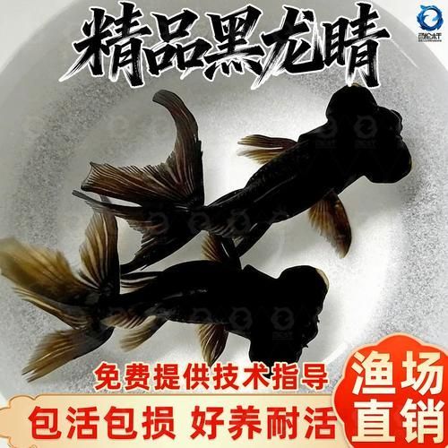 黑龍睛金魚的價格是多少，黑龍睛金魚價格是多少 黑龍睛金魚的價格是多少，黑龍睛金魚價格是多少 龍魚百科 第3張