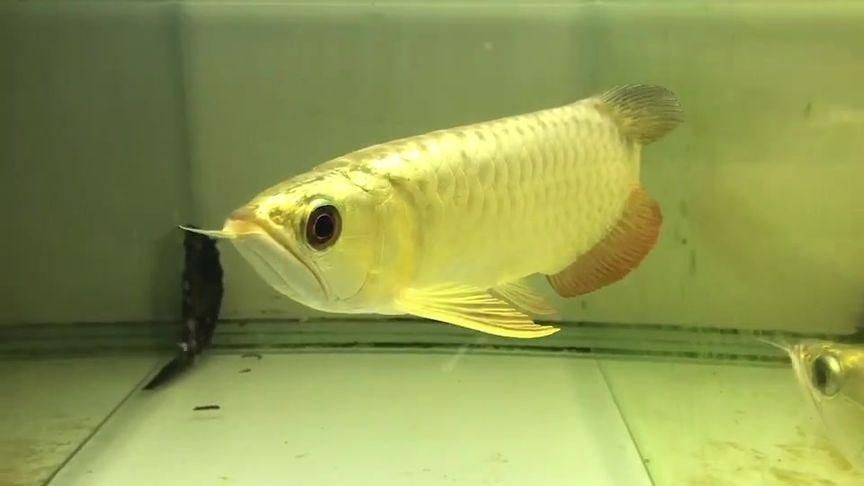 如何辨別武吉美拉金龍魚的純度？，如何判斷武吉美拉金龍魚的純度？ 如何辨別武吉美拉金龍魚的純度？，如何判斷武吉美拉金龍魚的純度？ 龍魚百科 第4張