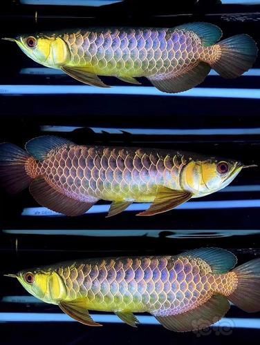 如何辨別武吉美拉金龍魚的純度？，如何判斷武吉美拉金龍魚的純度？ 如何辨別武吉美拉金龍魚的純度？，如何判斷武吉美拉金龍魚的純度？ 龍魚百科 第7張