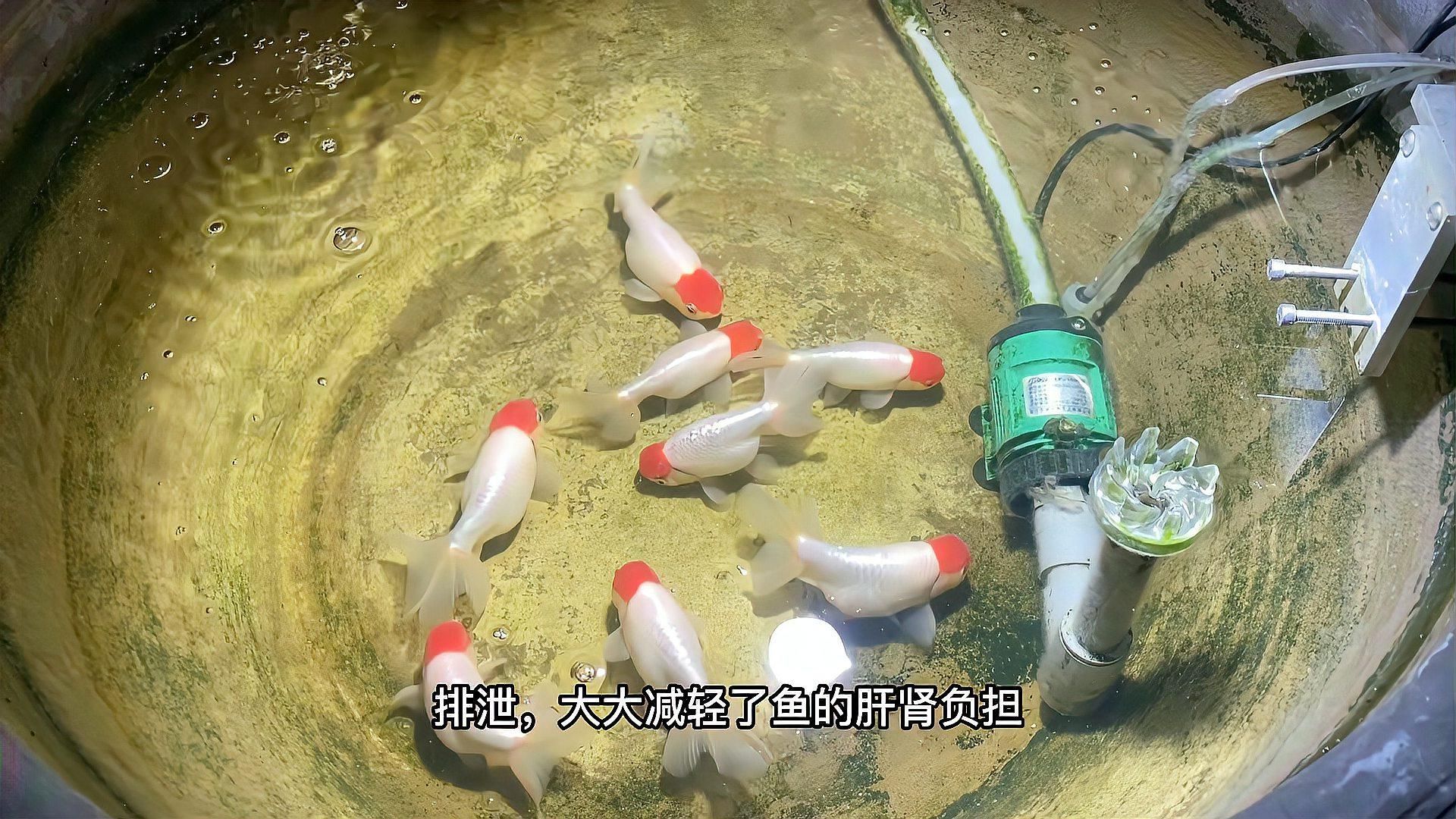 金魚尾鰭有血絲是常見現(xiàn)象嗎，金魚尾部出現(xiàn)紅血絲是怎么回事？ 金魚尾鰭有血絲是常見現(xiàn)象嗎，金魚尾部出現(xiàn)紅血絲是怎么回事？ 龍魚百科