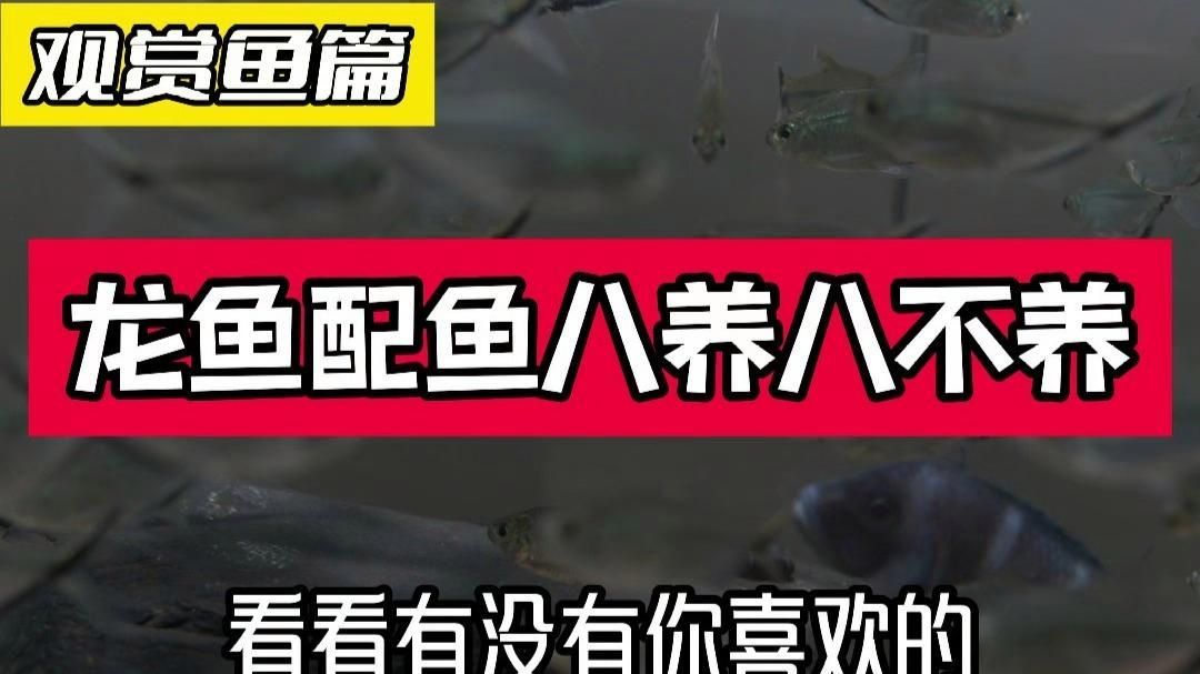 除了以上三種魚，還有哪些魚不適合與龍魚混養？，不適合與龍魚混養的魚類 除了以上三種魚，還有哪些魚不適合與龍魚混養？，不適合與龍魚混養的魚類 龍魚百科 第3張
