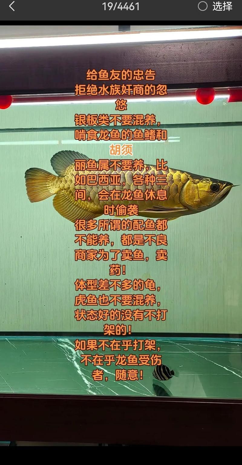 除了以上三種魚，還有哪些魚不適合與龍魚混養？，不適合與龍魚混養的魚類 除了以上三種魚，還有哪些魚不適合與龍魚混養？，不適合與龍魚混養的魚類 龍魚百科 第1張