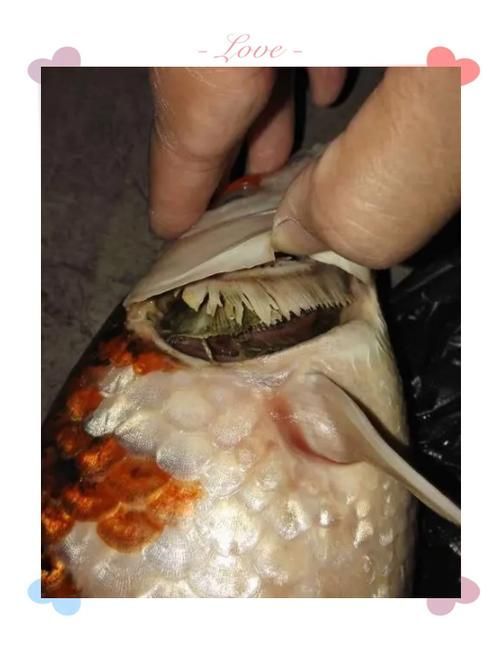 如何判斷紅龍魚鰓蓋損傷程度 如何判斷紅龍魚鰓蓋損傷程度 龍魚百科 第6張