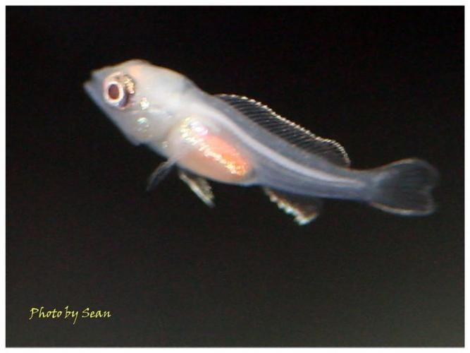 申古三間魚多久發一次色？，申古三間魚多久發一次色