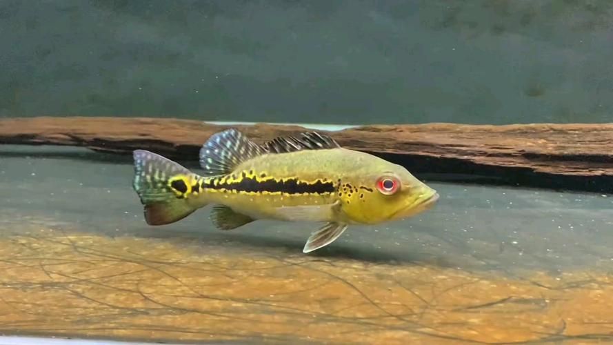 申古三間魚多久發一次色？，申古三間魚多久發一次色
