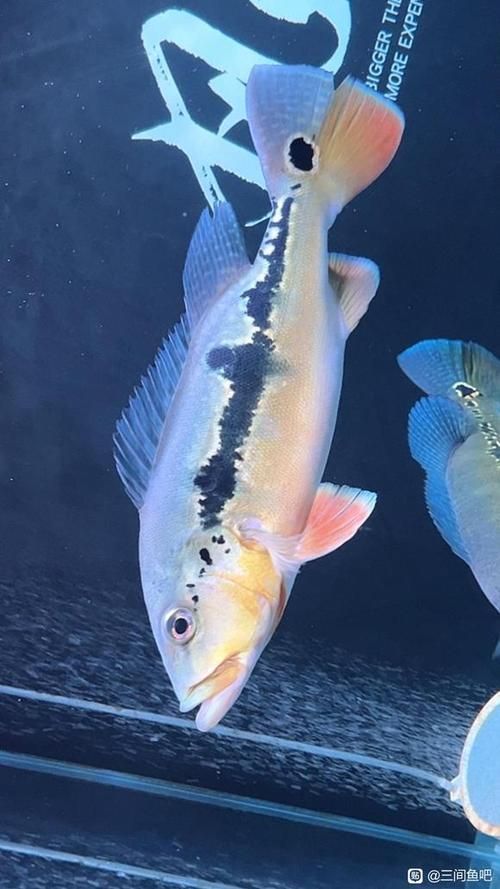 申古三間魚多久發一次色？，申古三間魚多久發一次色