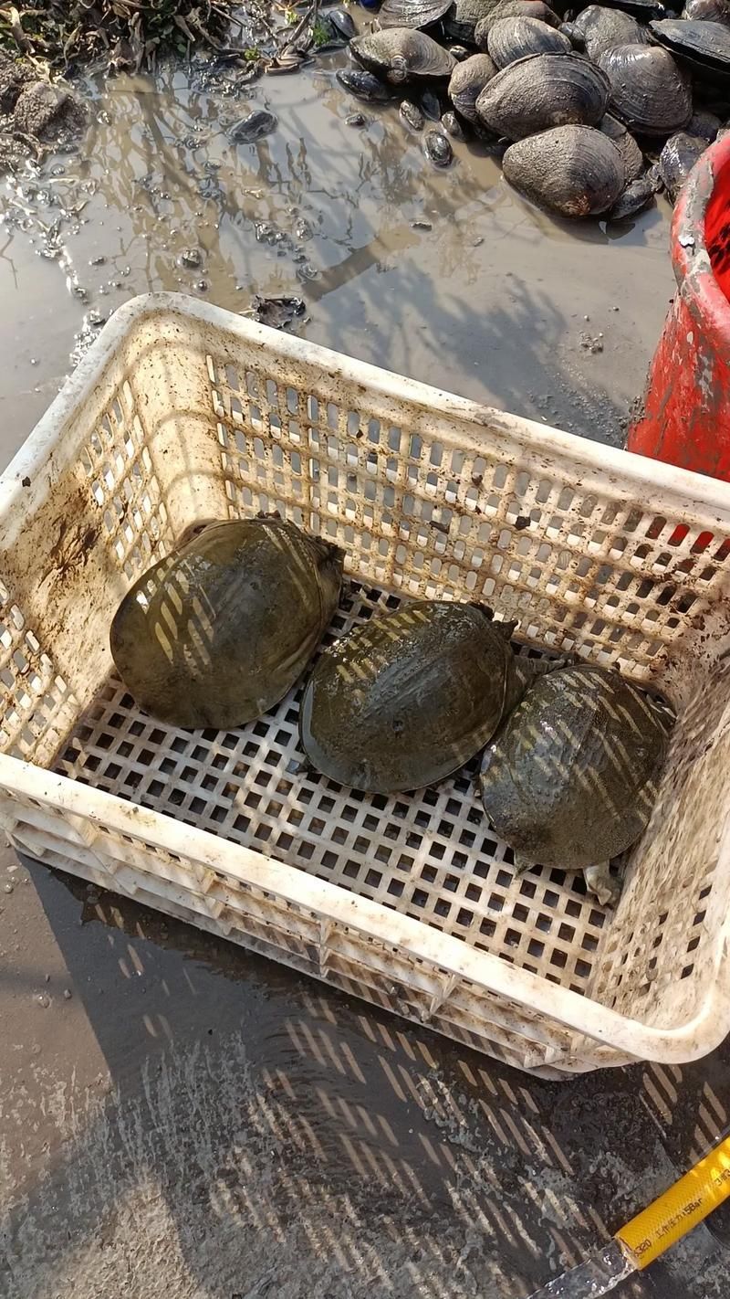懷遠龍魚養殖有哪些成功案例？，安徽懷遠龍魚養殖成功案例：懷遠龍魚養殖成功案例 懷遠龍魚養殖有哪些成功案例？，安徽懷遠龍魚養殖成功案例：懷遠龍魚養殖成功案例 龍魚百科 第6張