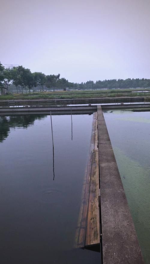 懷遠龍魚養殖有哪些成功案例？，安徽懷遠龍魚養殖成功案例：懷遠龍魚養殖成功案例 懷遠龍魚養殖有哪些成功案例？，安徽懷遠龍魚養殖成功案例：懷遠龍魚養殖成功案例 龍魚百科 第3張
