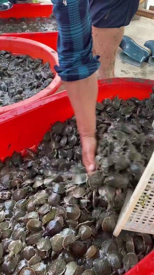 懷遠龍魚養殖有哪些成功案例？，安徽懷遠龍魚養殖成功案例：懷遠龍魚養殖成功案例 懷遠龍魚養殖有哪些成功案例？，安徽懷遠龍魚養殖成功案例：懷遠龍魚養殖成功案例 龍魚百科 第2張