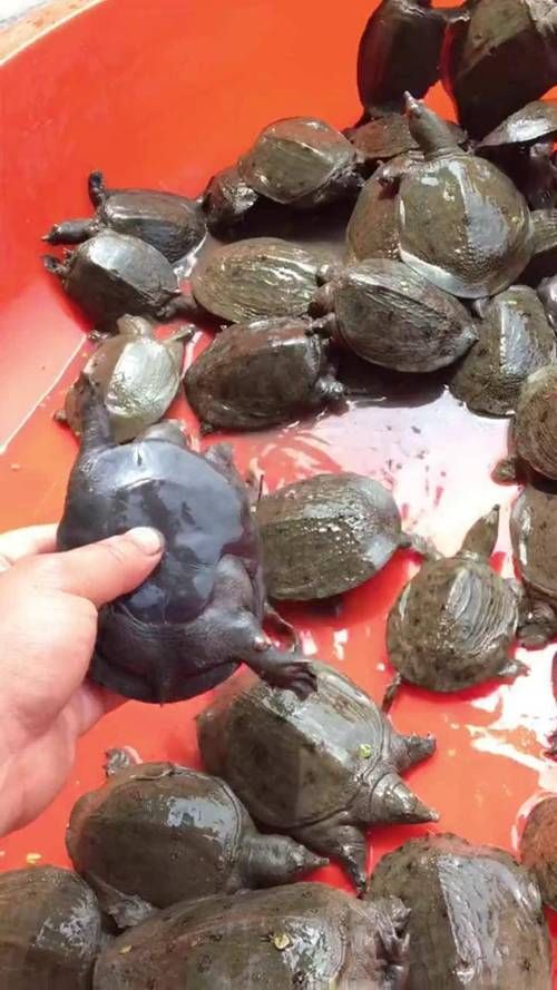 懷遠龍魚養殖有哪些成功案例？，安徽懷遠龍魚養殖成功案例：懷遠龍魚養殖成功案例 懷遠龍魚養殖有哪些成功案例？，安徽懷遠龍魚養殖成功案例：懷遠龍魚養殖成功案例 龍魚百科 第4張