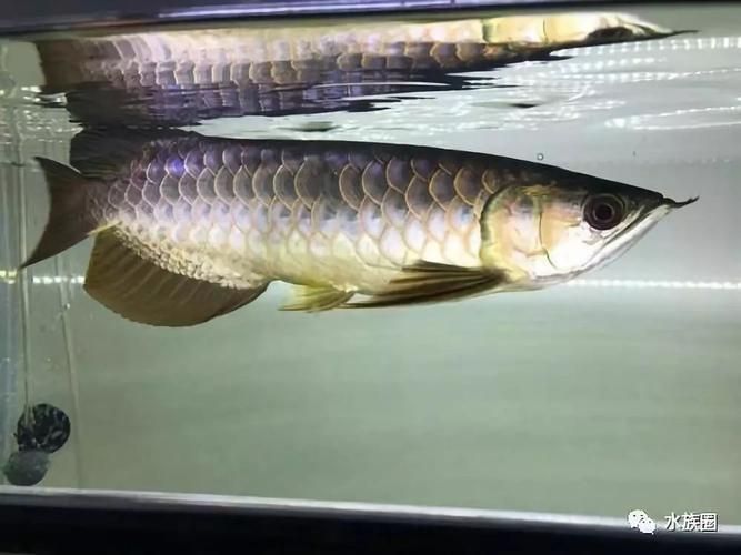 如何測試龍魚魚缸的水質參數？，如何測試龍魚