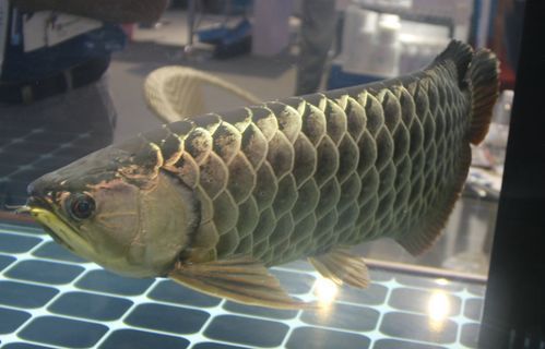 如何測試龍魚魚缸的水質參數？，如何測試龍魚