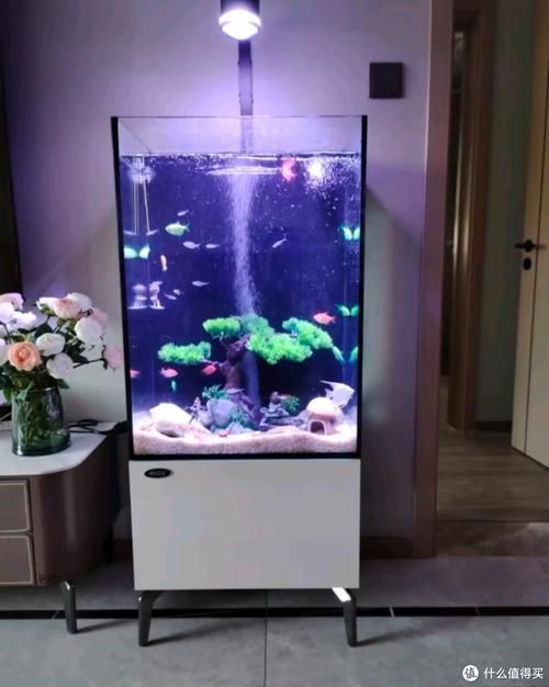 有哪些高檔龍魚缸品牌推薦？，高檔龍魚缸品牌推薦 有哪些高檔龍魚缸品牌推薦？，高檔龍魚缸品牌推薦 龍魚百科 第12張