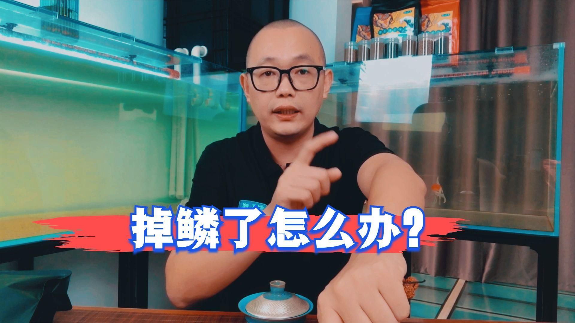 金魚魚鱗掉了能恢復(fù)嗎，金魚的鱗片掉了能恢復(fù)嗎 金魚魚鱗掉了能恢復(fù)嗎，金魚的鱗片掉了能恢復(fù)嗎 龍魚百科 第1張
