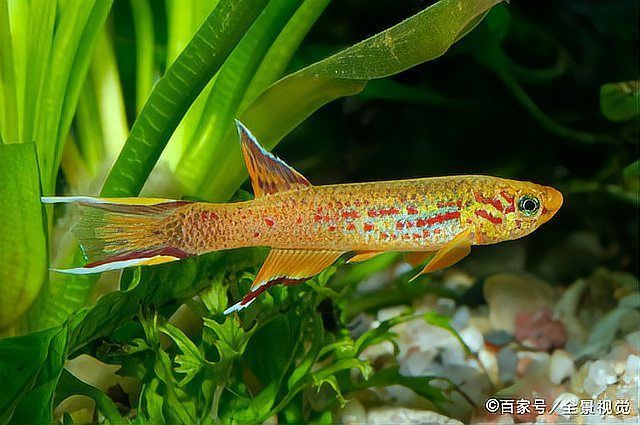 如何判斷龍魚是否死亡（跳缸、浮頭等），如何判斷龍魚是否死亡 如何判斷龍魚是否死亡（跳缸、浮頭等），如何判斷龍魚是否死亡 龍魚百科 第6張