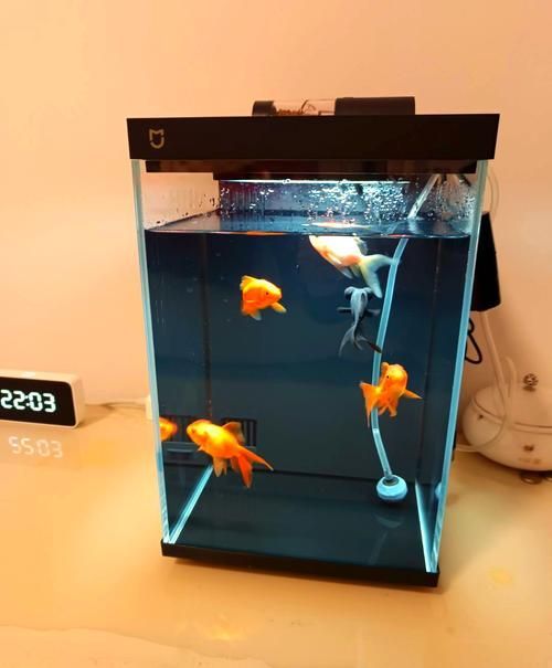還有哪些魚缸品牌值得推薦，養(yǎng)魚新手入門必看 還有哪些魚缸品牌值得推薦，養(yǎng)魚新手入門必看 龍魚百科 第12張