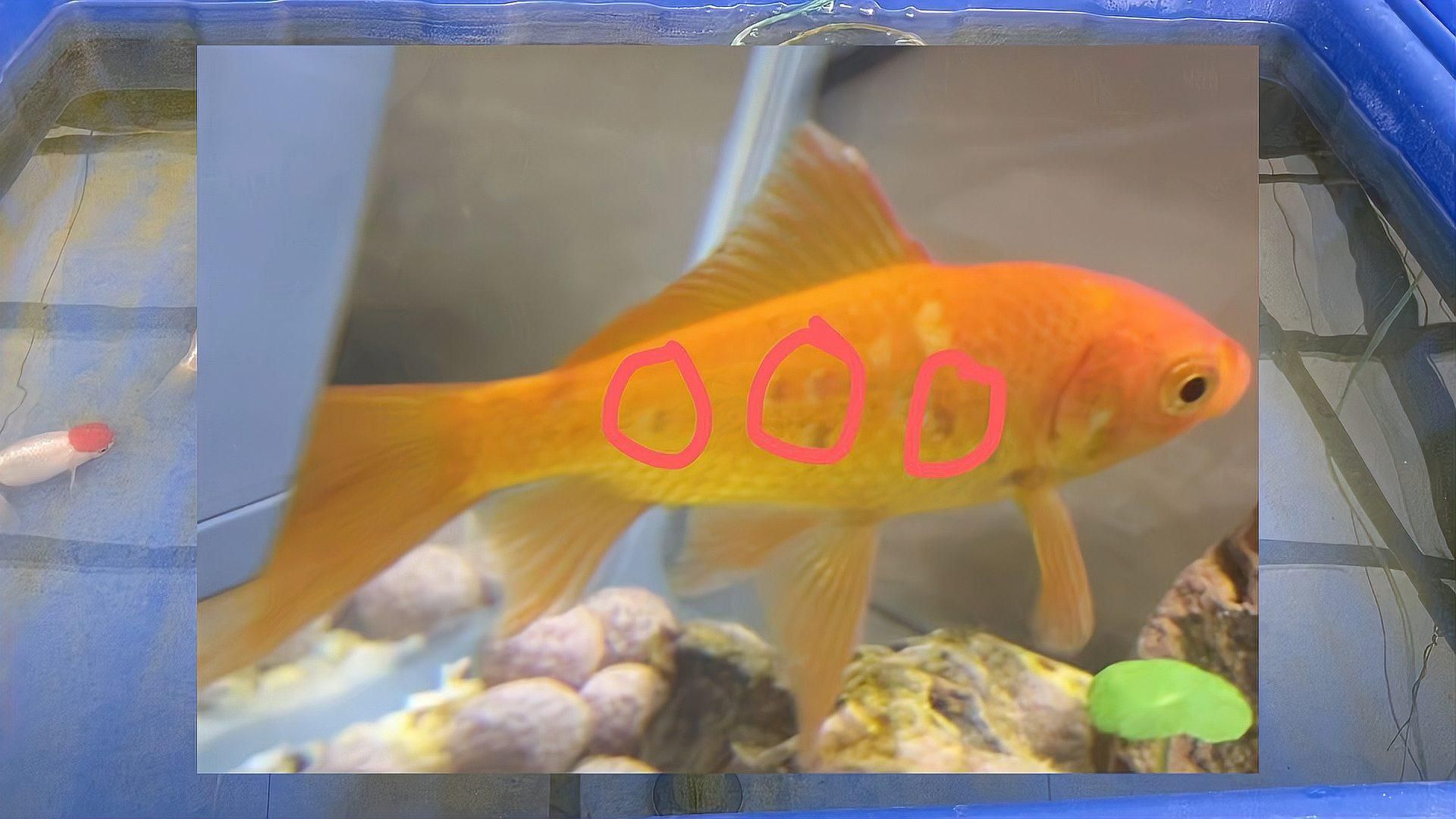 如何預(yù)防金魚魚鱗脫落，金魚掉鱗片的原因及解決方法 如何預(yù)防金魚魚鱗脫落，金魚掉鱗片的原因及解決方法 龍魚百科 第3張