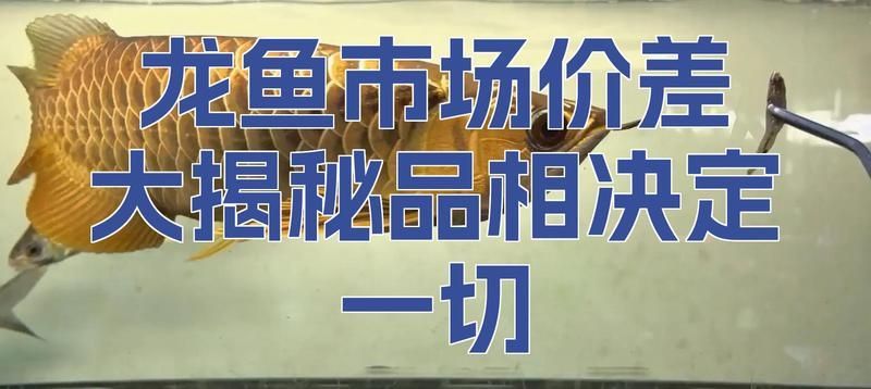 如何判斷一條中華龍魚的品相？，如何判斷一條中華龍魚的品相，龍魚市場價差大揭秘 如何判斷一條中華龍魚的品相？，如何判斷一條中華龍魚的品相，龍魚市場價差大揭秘 龍魚百科 第13張