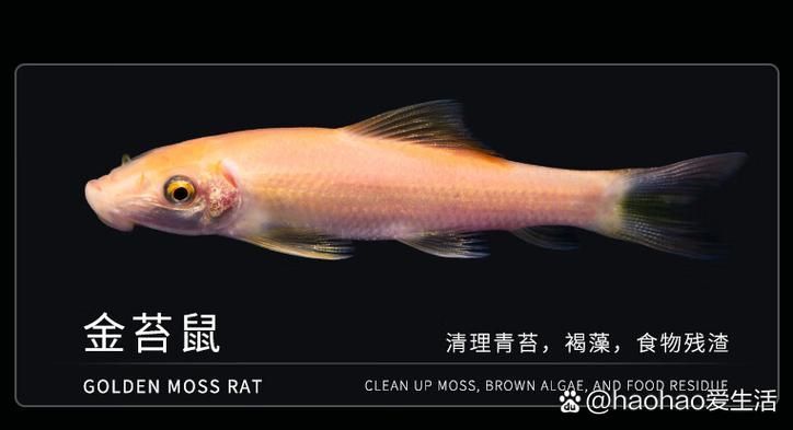金魚寄生蟲有哪些種類，金魚寄生蟲種類繁多，主要包括以下幾種 金魚寄生蟲有哪些種類，金魚寄生蟲種類繁多，主要包括以下幾種 龍魚百科 第12張