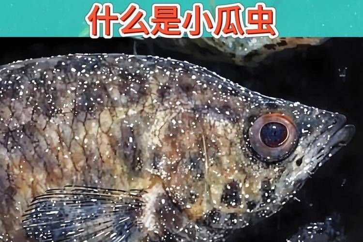 金魚寄生蟲有哪些種類，金魚寄生蟲種類繁多，主要包括以下幾種 金魚寄生蟲有哪些種類，金魚寄生蟲種類繁多，主要包括以下幾種 龍魚百科 第5張