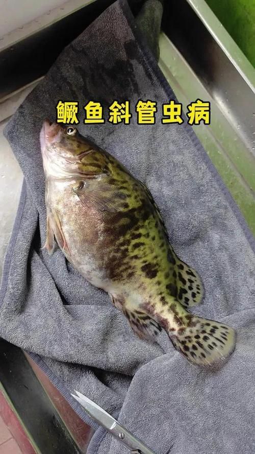 金魚寄生蟲有哪些種類，金魚寄生蟲種類繁多，主要包括以下幾種 金魚寄生蟲有哪些種類，金魚寄生蟲種類繁多，主要包括以下幾種 龍魚百科 第14張