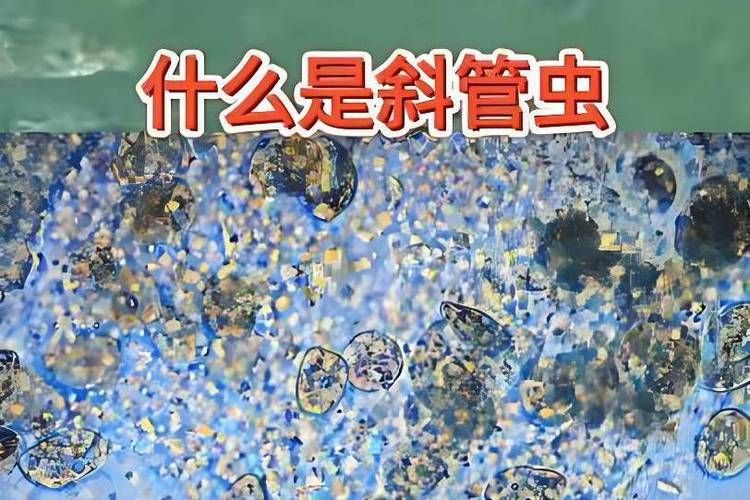金魚寄生蟲有哪些種類，金魚寄生蟲種類繁多，主要包括以下幾種 金魚寄生蟲有哪些種類，金魚寄生蟲種類繁多，主要包括以下幾種 龍魚百科 第11張
