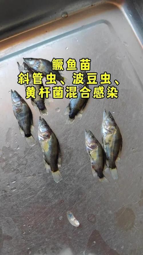 金魚寄生蟲有哪些種類，金魚寄生蟲種類繁多，主要包括以下幾種 金魚寄生蟲有哪些種類，金魚寄生蟲種類繁多，主要包括以下幾種 龍魚百科 第15張