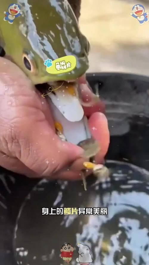 如何判斷龍魚是否吃膩了泥鰍，如何判斷龍魚吃膩泥鰍