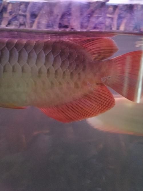 龍魚交叉感染最簡單三個征兆，龍魚交叉感染三個征兆 龍魚交叉感染最簡單三個征兆，龍魚交叉感染三個征兆 龍魚百科 第4張