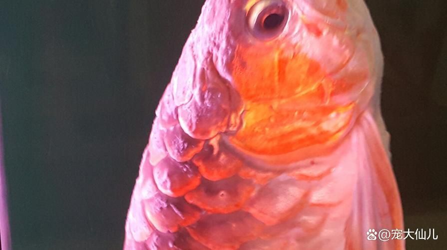 龍魚交叉感染最簡單三個征兆，龍魚交叉感染三個征兆 龍魚交叉感染最簡單三個征兆，龍魚交叉感染三個征兆 龍魚百科 第15張