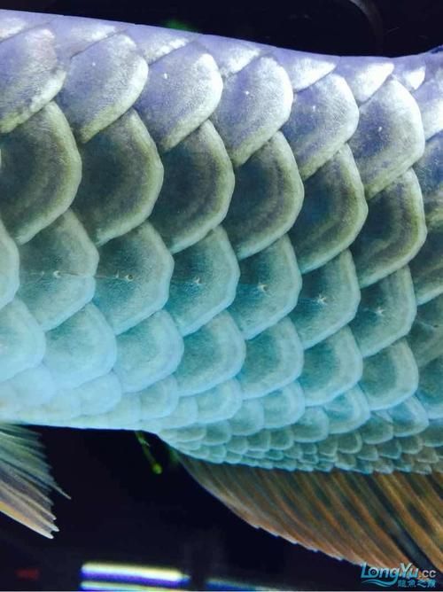 龍魚交叉感染最簡單三個征兆，龍魚交叉感染三個征兆 龍魚交叉感染最簡單三個征兆，龍魚交叉感染三個征兆 龍魚百科 第12張