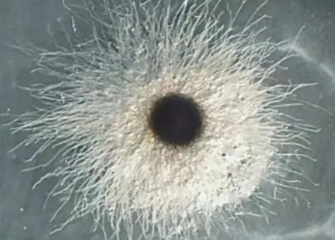 如何預(yù)防魚(yú)真菌感染，如何科學(xué)預(yù)防魚(yú)真菌感染（水霉病） 如何預(yù)防魚(yú)真菌感染，如何科學(xué)預(yù)防魚(yú)真菌感染（水霉病） 龍魚(yú)百科 第9張