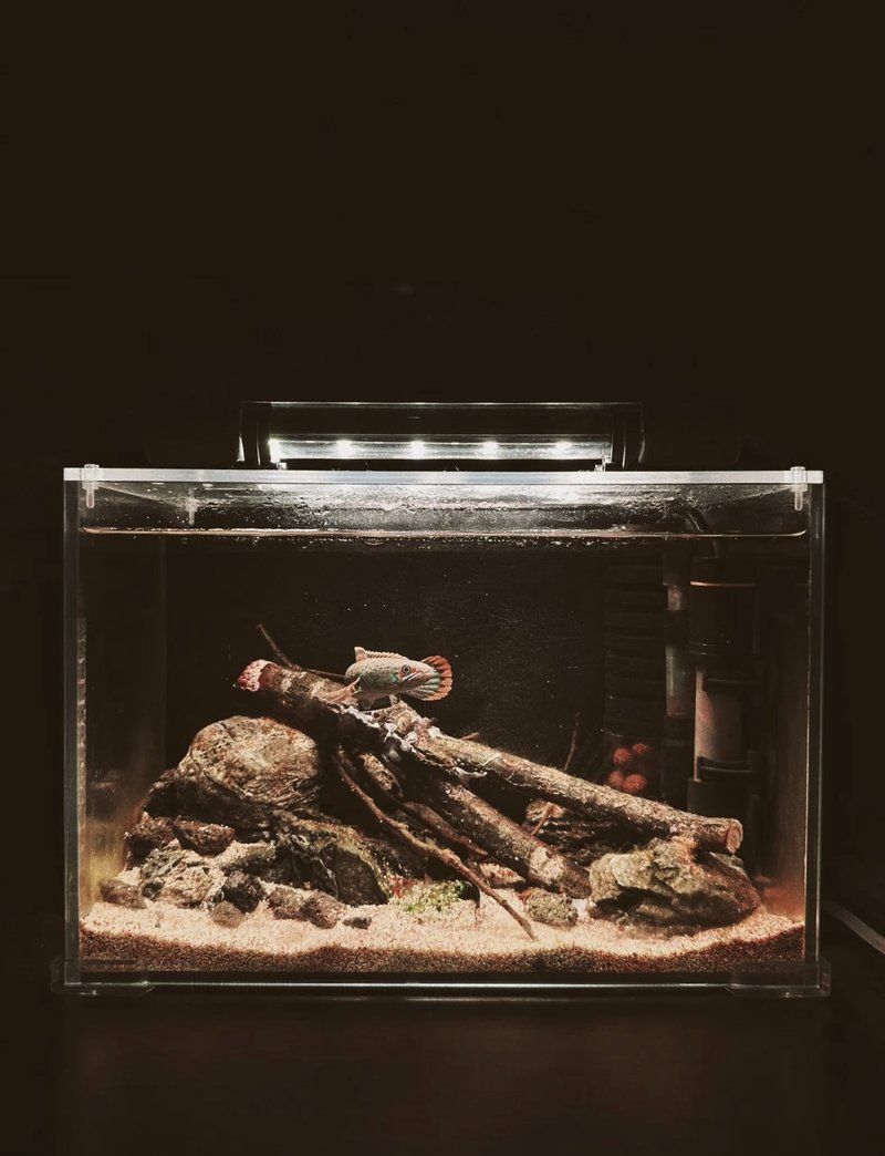 鬼王雷龍魚多久發(fā)色，鬼王雷龍魚發(fā)色指南:鬼王雷龍魚發(fā)色秘籍大揭秘 鬼王雷龍魚多久發(fā)色，鬼王雷龍魚發(fā)色指南:鬼王雷龍魚發(fā)色秘籍大揭秘 龍魚百科 第6張