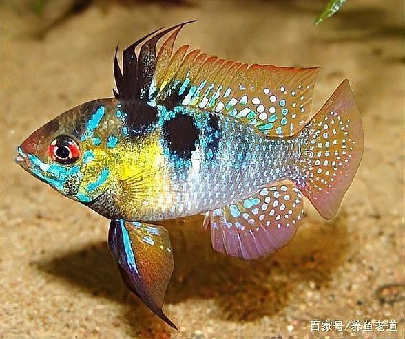 龍魚嘴角皮掉了應該如何護理龍魚？，龍魚嘴角皮脫落怎么辦