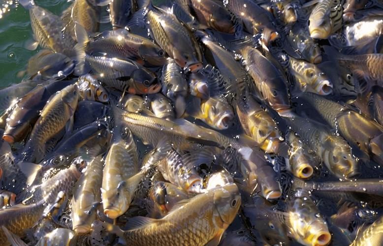魚(yú)浮在水面上張嘴如何急救，魚(yú)浮在水面上張嘴怎么辦 魚(yú)浮在水面上張嘴如何急救，魚(yú)浮在水面上張嘴怎么辦 龍魚(yú)百科 第4張