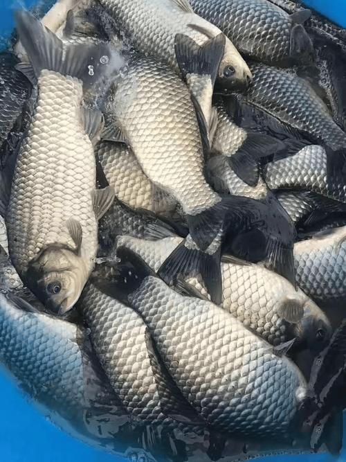 魚(yú)浮在水面上張嘴如何急救，魚(yú)浮在水面上張嘴怎么辦 魚(yú)浮在水面上張嘴如何急救，魚(yú)浮在水面上張嘴怎么辦 龍魚(yú)百科 第5張