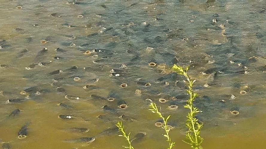 魚(yú)浮在水面上張嘴如何急救，魚(yú)浮在水面上張嘴怎么辦 魚(yú)浮在水面上張嘴如何急救，魚(yú)浮在水面上張嘴怎么辦 龍魚(yú)百科 第1張