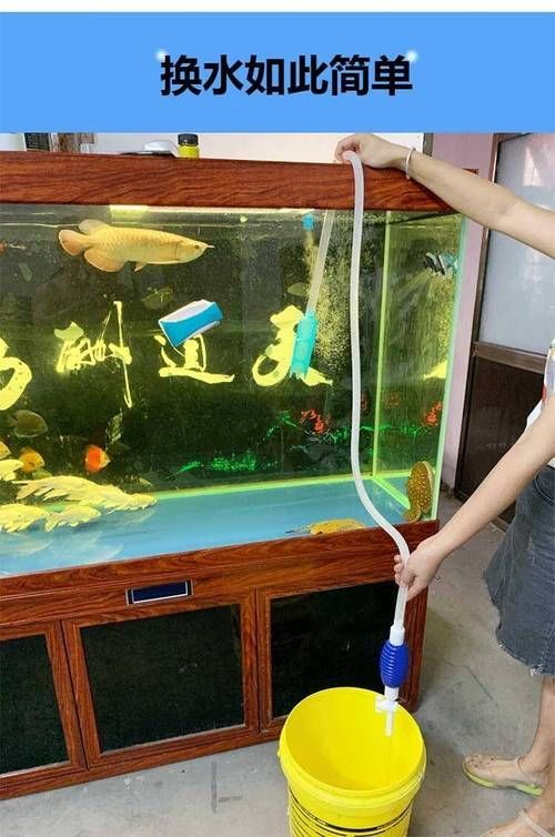 如何預(yù)防魚(yú)爛尾病 如何預(yù)防魚(yú)爛尾病 龍魚(yú)百科 第5張
