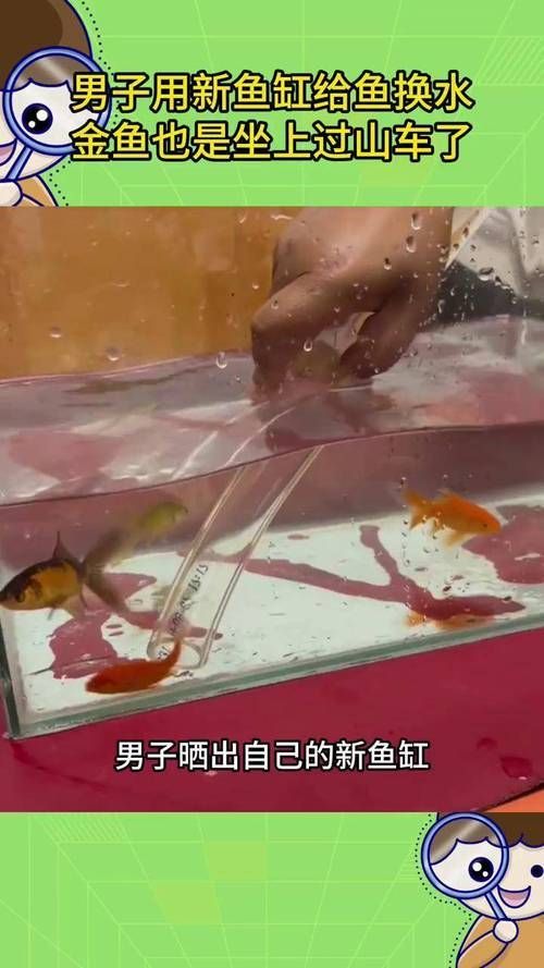 如何預(yù)防魚(yú)爛尾病 如何預(yù)防魚(yú)爛尾病 龍魚(yú)百科 第6張