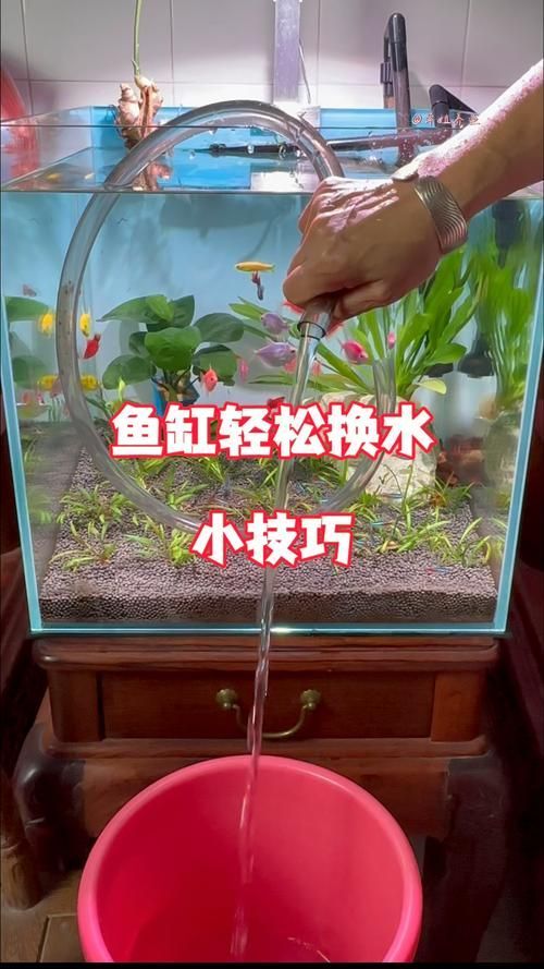 如何預(yù)防魚(yú)爛尾病 如何預(yù)防魚(yú)爛尾病 龍魚(yú)百科 第4張