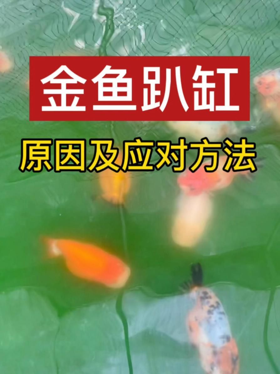 金魚趴缸底如何恢復，金魚趴缸底如何恢復金魚趴缸底能否恢復金魚趴缸底 金魚趴缸底如何恢復，金魚趴缸底如何恢復金魚趴缸底能否恢復金魚趴缸底 龍魚百科 第3張