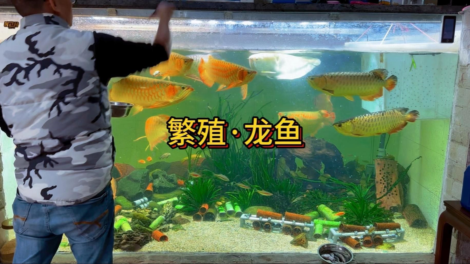 望江龍魚養(yǎng)殖需要哪些技術(shù)？，中午望江龍魚養(yǎng)殖需要哪些技術(shù)？ 望江龍魚養(yǎng)殖需要哪些技術(shù)？，中午望江龍魚養(yǎng)殖需要哪些技術(shù)？ 龍魚百科 第2張