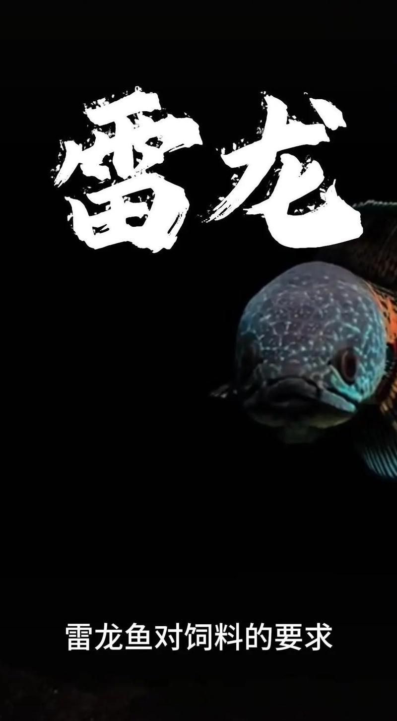 給我一份詳細的雷龍魚喂食計劃表，雷龍魚喂食計劃表