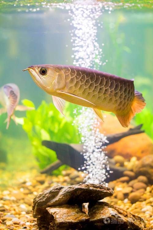 龍魚VS其他大型魚種，龍魚vs其他大型魚種對比分析龍魚vs其他大型魚種對比分析 龍魚VS其他大型魚種，龍魚vs其他大型魚種對比分析龍魚vs其他大型魚種對比分析 龍魚百科 第4張