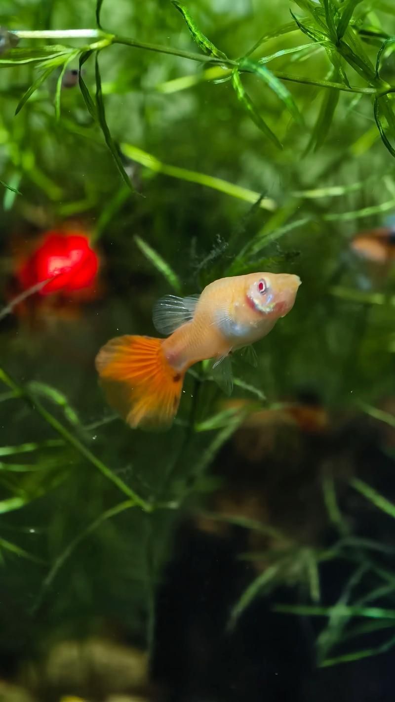 如何判斷觀賞魚(yú)的品質(zhì)，判斷觀賞魚(yú)的品質(zhì)可以從多個(gè)方面進(jìn)行評(píng)估 如何判斷觀賞魚(yú)的品質(zhì)，判斷觀賞魚(yú)的品質(zhì)可以從多個(gè)方面進(jìn)行評(píng)估 龍魚(yú)百科 第19張