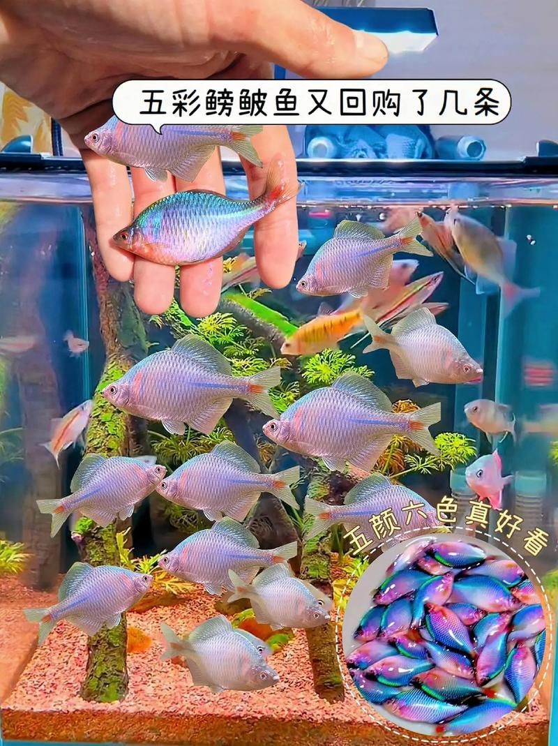 如何判斷觀賞魚(yú)的品質(zhì)，判斷觀賞魚(yú)的品質(zhì)可以從多個(gè)方面進(jìn)行評(píng)估 如何判斷觀賞魚(yú)的品質(zhì)，判斷觀賞魚(yú)的品質(zhì)可以從多個(gè)方面進(jìn)行評(píng)估 龍魚(yú)百科 第9張