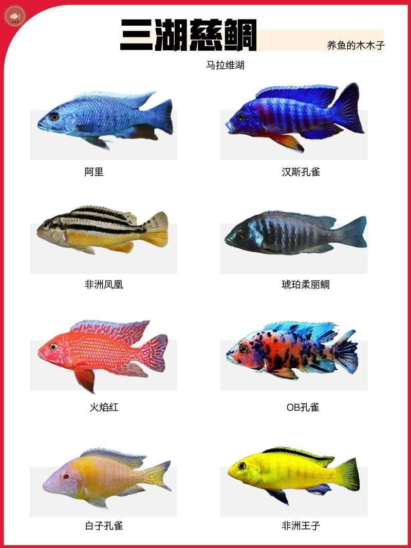如何判斷觀賞魚(yú)的品質(zhì)，判斷觀賞魚(yú)的品質(zhì)可以從多個(gè)方面進(jìn)行評(píng)估 如何判斷觀賞魚(yú)的品質(zhì)，判斷觀賞魚(yú)的品質(zhì)可以從多個(gè)方面進(jìn)行評(píng)估 龍魚(yú)百科 第11張